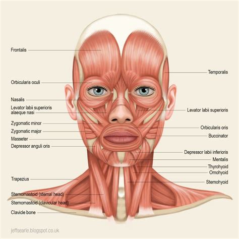 Jeff Searle: Muscles of the head and neck | Anatomia humana musculos, Anatomia musculos ...