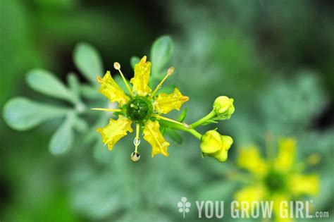 You Grow Girl - Rue Flower (Ruta graveolens)