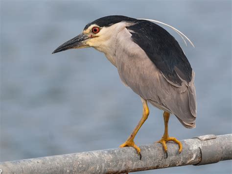 Black-crowned Night-Heron - eBird Canada