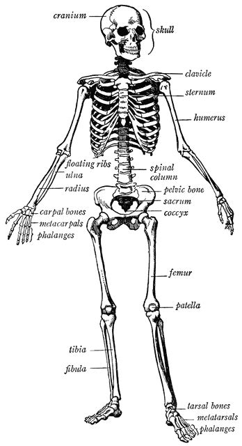 Human skeleton | ClipArt ETC | Human skeleton anatomy, Human skeleton, Anatomy for artists