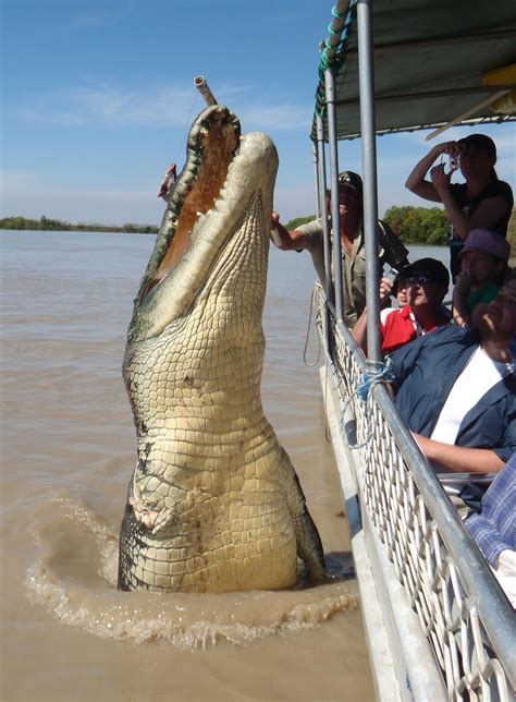 The size of this croc jumping out of the water : r/pics