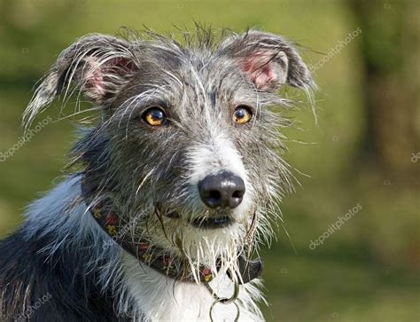 Scruffy Dog Breeds