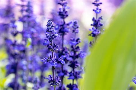 Lavender Flowers Plant - Free photo on Pixabay - Pixabay