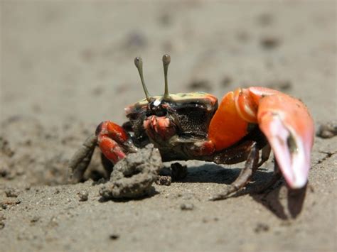 Fiddler Crab – "OCEAN TREASURES" Memorial Library