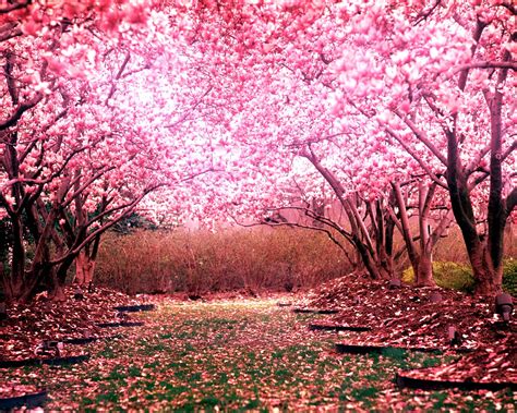 cherry, Blossom, Tree, Landscape Wallpapers HD / Desktop and Mobile Backgrounds