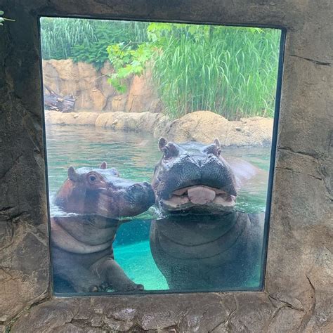 Fiona The Hippo: America's Favorite Hippo | Blog | Nature | PBS