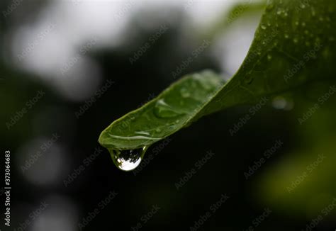 Water drop at egde of leaf with inverted reflection of background ...