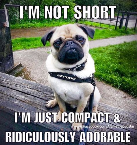 Pug meme! Funny Dog Memes, Funny Animal Jokes, Funny Animal Pictures, Cute Funny Animals, Funny ...