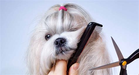 How To Groom A Dog With Long Hair - Tips and Tricks!