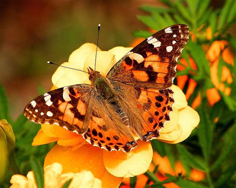 Royalty-Free photo: Closeup photography of painted lady butterfly ...