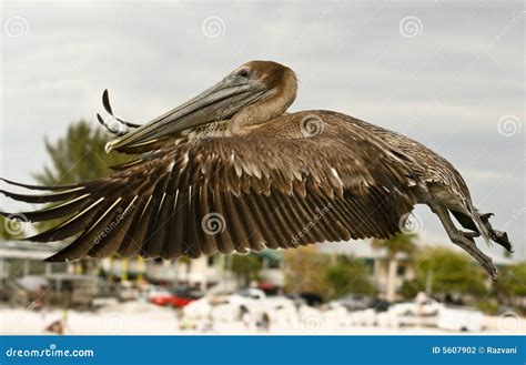 Pelican - full fly stock photo. Image of destination, friendly - 5607902