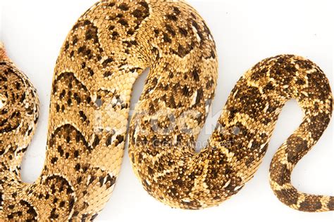 Puff Adder Snake Stock Photo | Royalty-Free | FreeImages