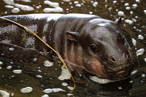 Pygmy Hippo - Choeropsis liberiensisat | Marwell Zoo