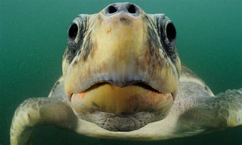 How Long Do Sea Turtles Live? And Other Sea Turtles Facts - WWF