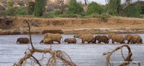 Understanding elephant migration: Why do elephants wander? | African ...