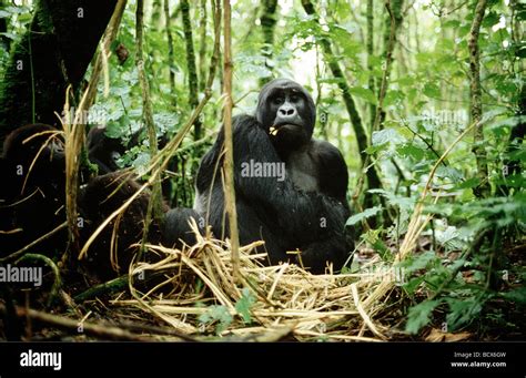 gorilla gorilla beringei / mountain gorilla Stock Photo - Alamy