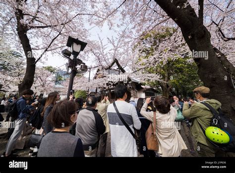 Cherry Blossom, Yasukuni Shrine, Chiyoda-ku, Tokyo, Japan Stock Photo - Alamy