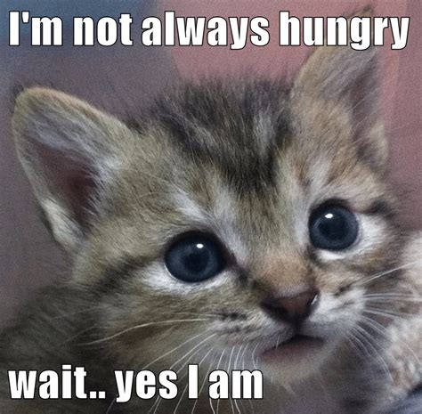 I'm not always hungry wait.. yes I am - Lolcats - lol | cat memes | funny cats | funny cat ...