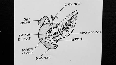 Omtex Classes Draw Neat Labelled Diagram Of The Pancreas