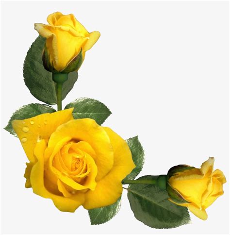 Yellow Rose Border Clipart Transparent PNG - 2044x2014 - Free Download on NicePNG