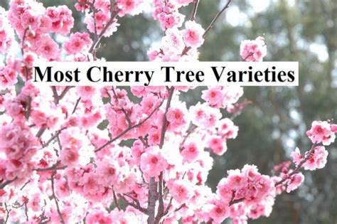 Most Cherry Tree Varieties | GARDENS NURSERY