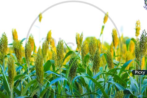 Image of Jowar Crop / Sorghum Crop Farming Field with Golden Sunlight ...