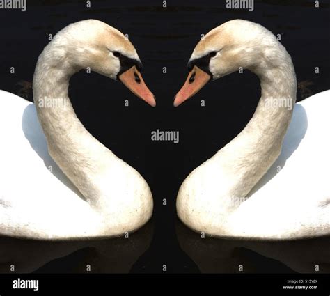 Two swans forming a heart shape Stock Photo - Alamy