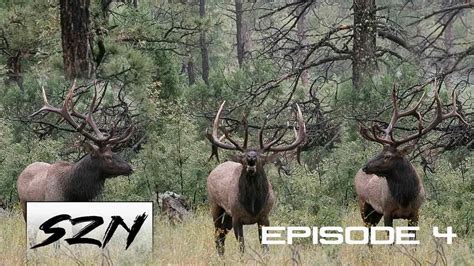 GIANT BULL ELK FIGHT!! Bugle at 25 yds | HUNTING PUBLIC LAND DIY - YouTube