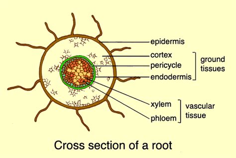 The importance of the root hair in absorption of the water and mineral salts | Science online