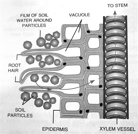 What is Root Pressure ? - CBSE Class Notes Online - Classnotes123