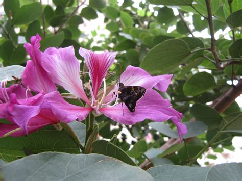 Butterfly pollination | Chris Borkent | Flickr