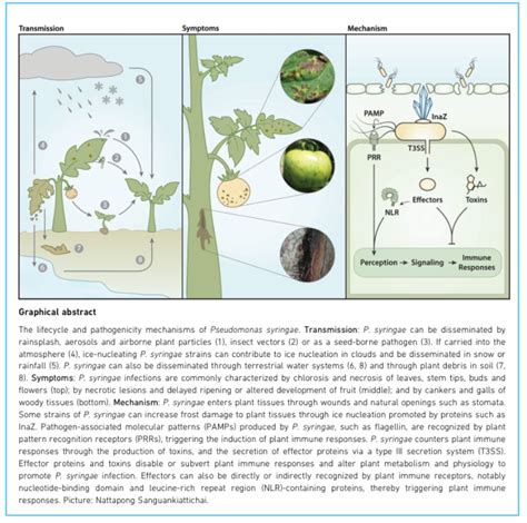 How to write a graphical abstract | Microbiology Society