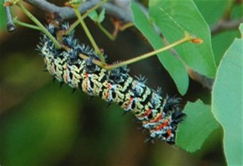 Mopani Worms - Colourful Creatures - Kruger National Park Guide