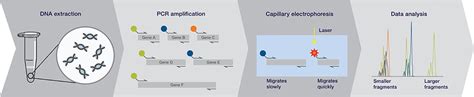 What are the applications of capillary electrophoresis? | Thermo Fisher ...