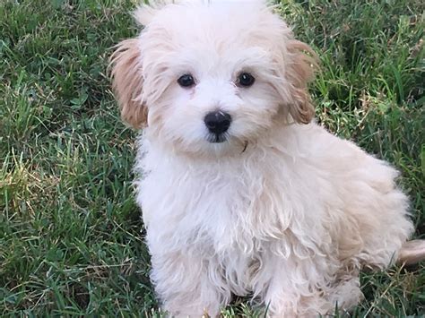 Maltipoo Puppies For Sale | South 437 Road, OK #240783