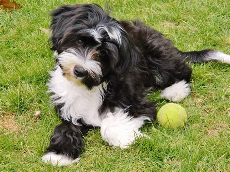 Life with a Kensington Tibetan Terrier - Kensington Kennel | Tibetan ...