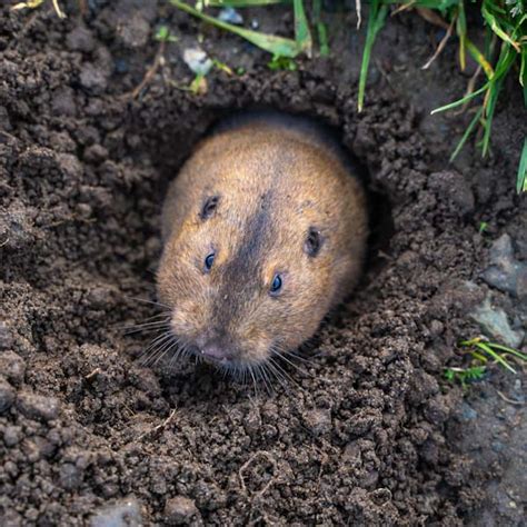 The Surprising Diversity of Gopher Species around the World