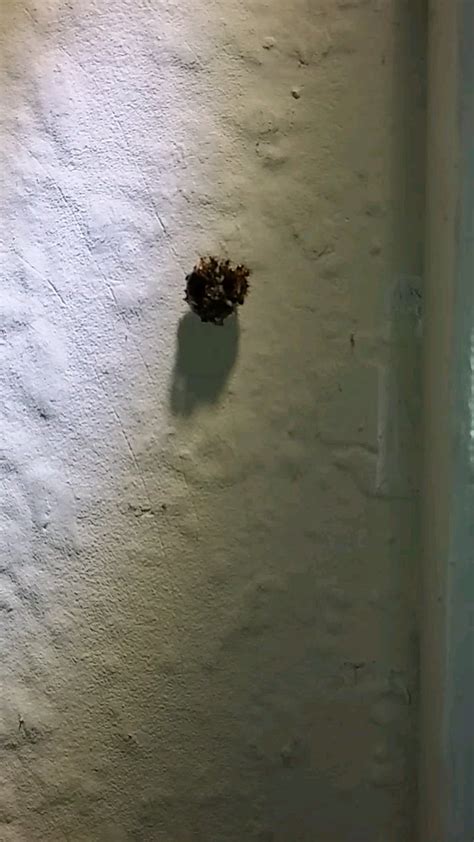 Weird moving ant pile? Wtf is this? : r/whatisthisthing