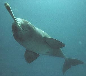 Ganges river dolphin | WWF India