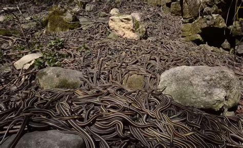 Video: Hiker Stumbles into Snake Pit | OutdoorHub