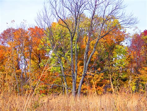 Autumn Field Free Stock Photo - Public Domain Pictures