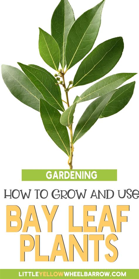 Bay Leaf Plant: How To Grow, Harvest & Use Them