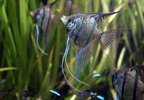 25 Best Angelfish Tank Mates for a Community Aquarium - PetHelpful