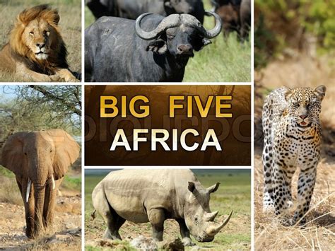 The Big Five - Lion, Elephant, Leopard, ... | Stock image | Colourbox