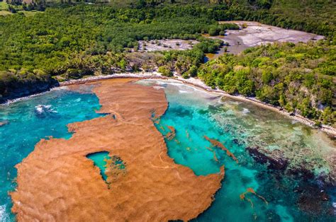 10 Photos of Seaweed Blobs That Will Blow Your Mind - Atlas Obscura