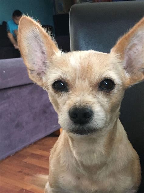 My grandma’s chihuahua terrier mix, Scooby. : r/aww