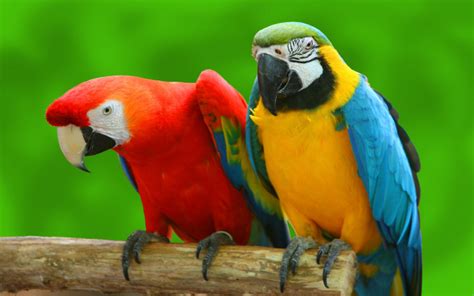 Can Parrots Really Talk? | Wonderopolis