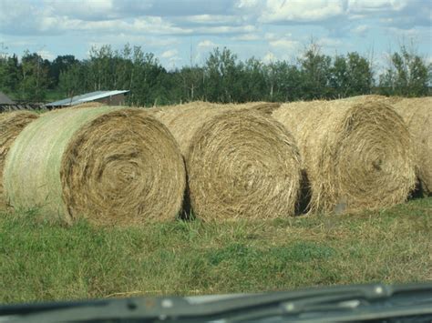 Large Round Hay Bales For Sale | Livestock | St. Albert | Kijiji