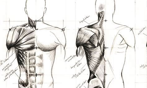 Easy Steps to Figure Drawing - Anatomy of Male & Female Body – iStudy