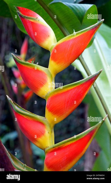 Heliconia flower (Heliconia wagneriana) on tropical rainforest Stock ...